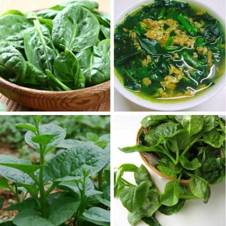 Hạt giống rau mồng tơi xanh lá to-gói 100 gram/tặng kèm gói phân bón lót