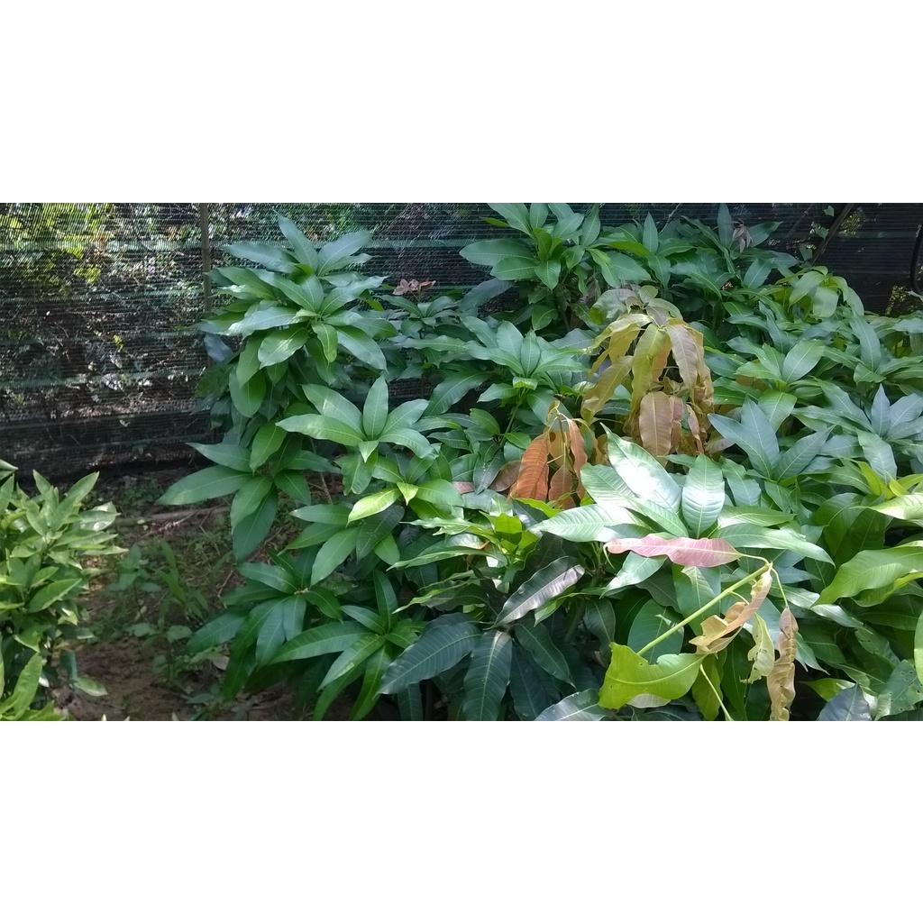 Cây giống Xoài trồng chậu.