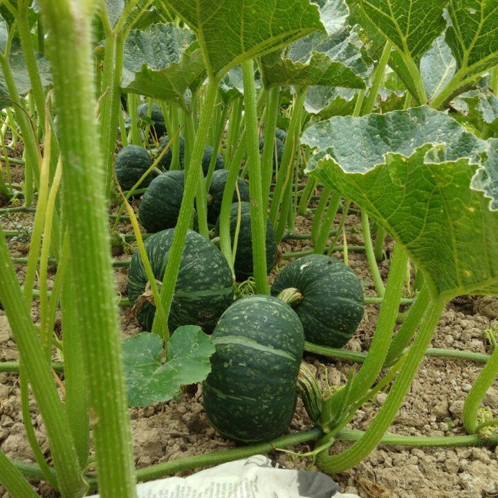 GÓI 100 HẠT GIỐNG BÍ NGÔ DA XANH