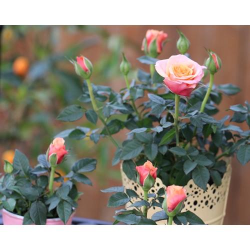 COMBO 5 GỐC HOA HỒNG TỶ MUỘI