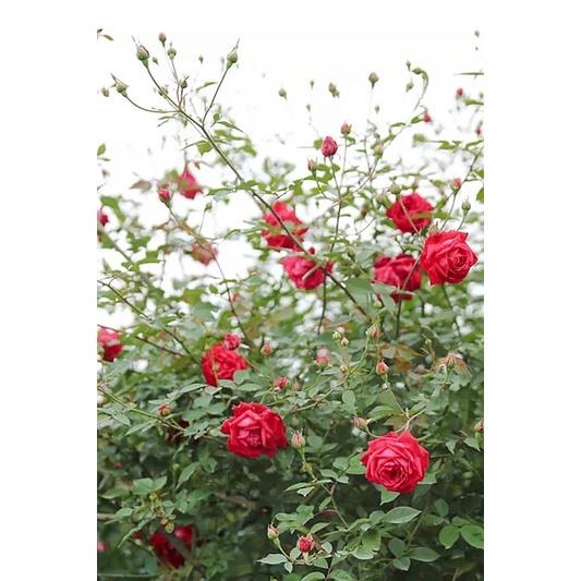 Hoa hồng Quế son nguyên bản đang nụ