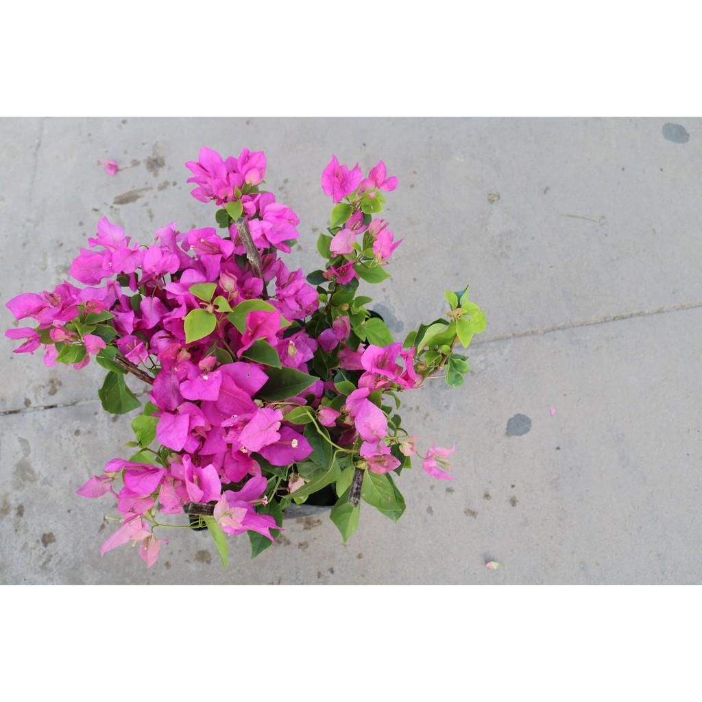 Chậu cây hoa Giấy bông màu hồng