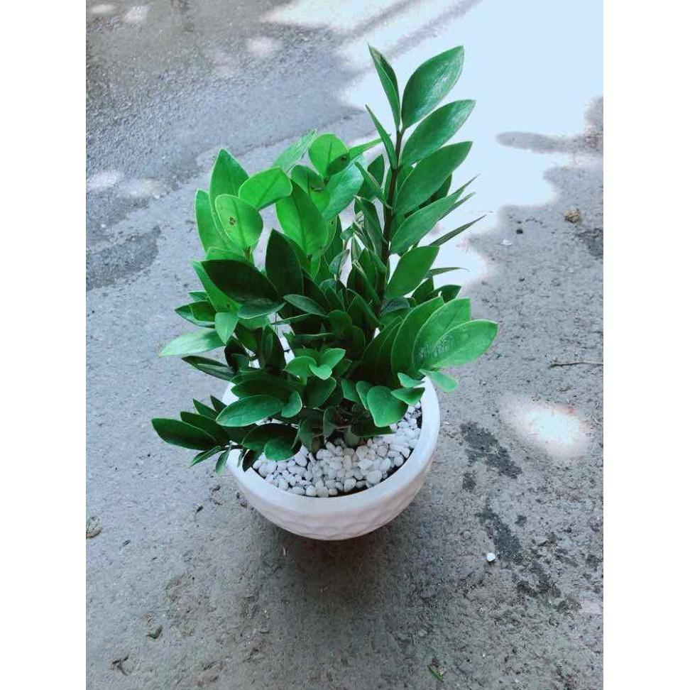 Chậu Kim Tiền Bán Chạy