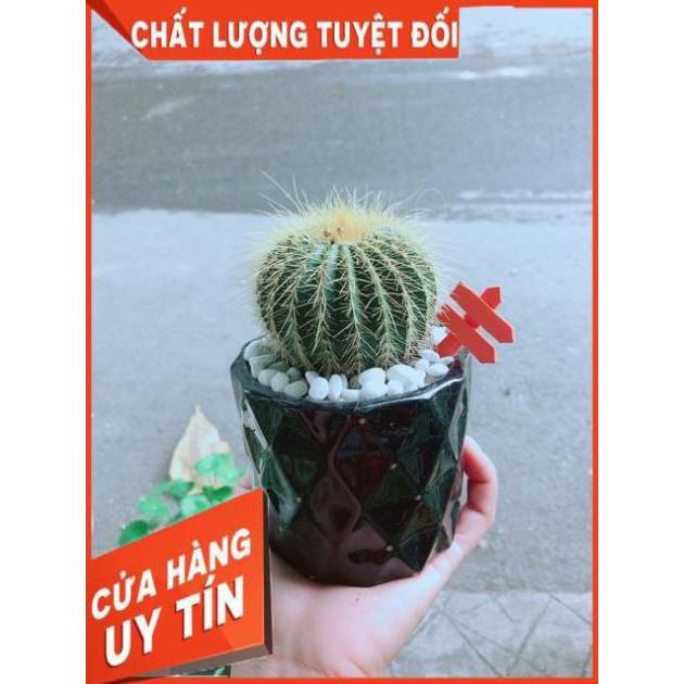 Chậu Xương Rồng Trạng Nguyên