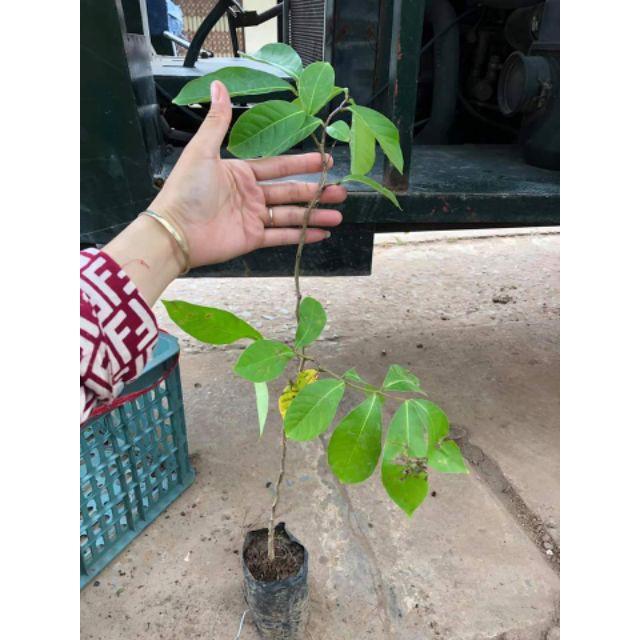 Cây Bằng Lăng Tím