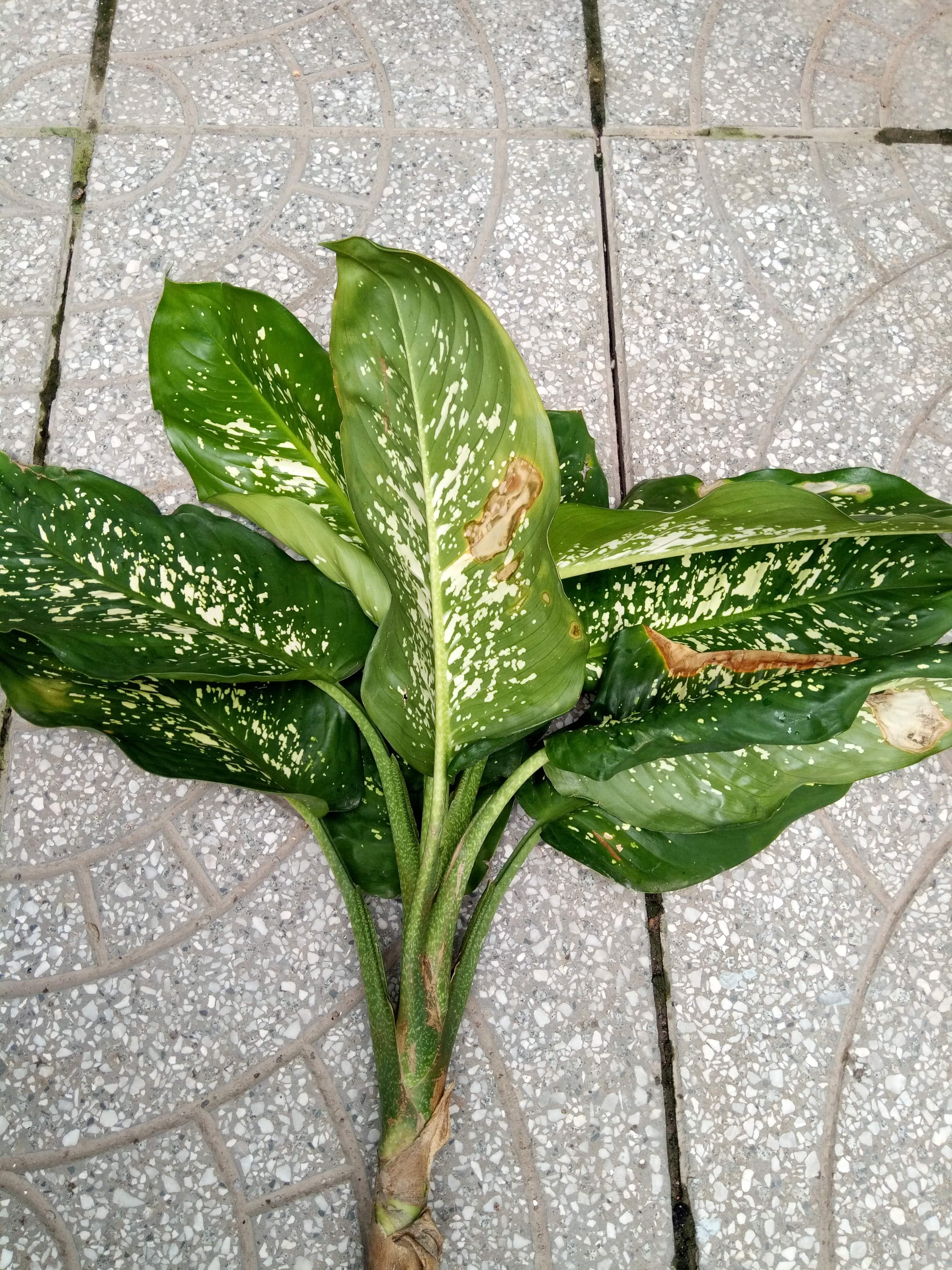Sale Cây Sao Sáng-Vạn Niên Thanh cao 50cm 35K/Cây