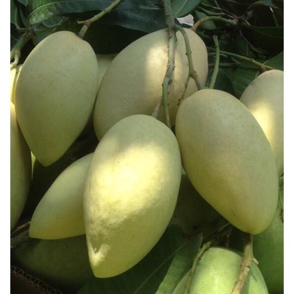 Cây giống xoài cát chu cao lãnh