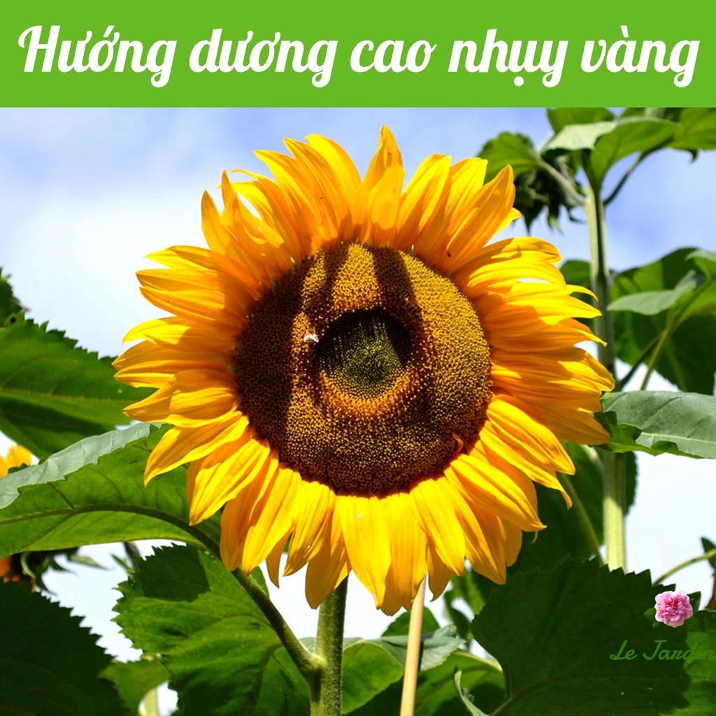 Hạt giống Hoa Hướng Dương Thân Cao gói 1gr