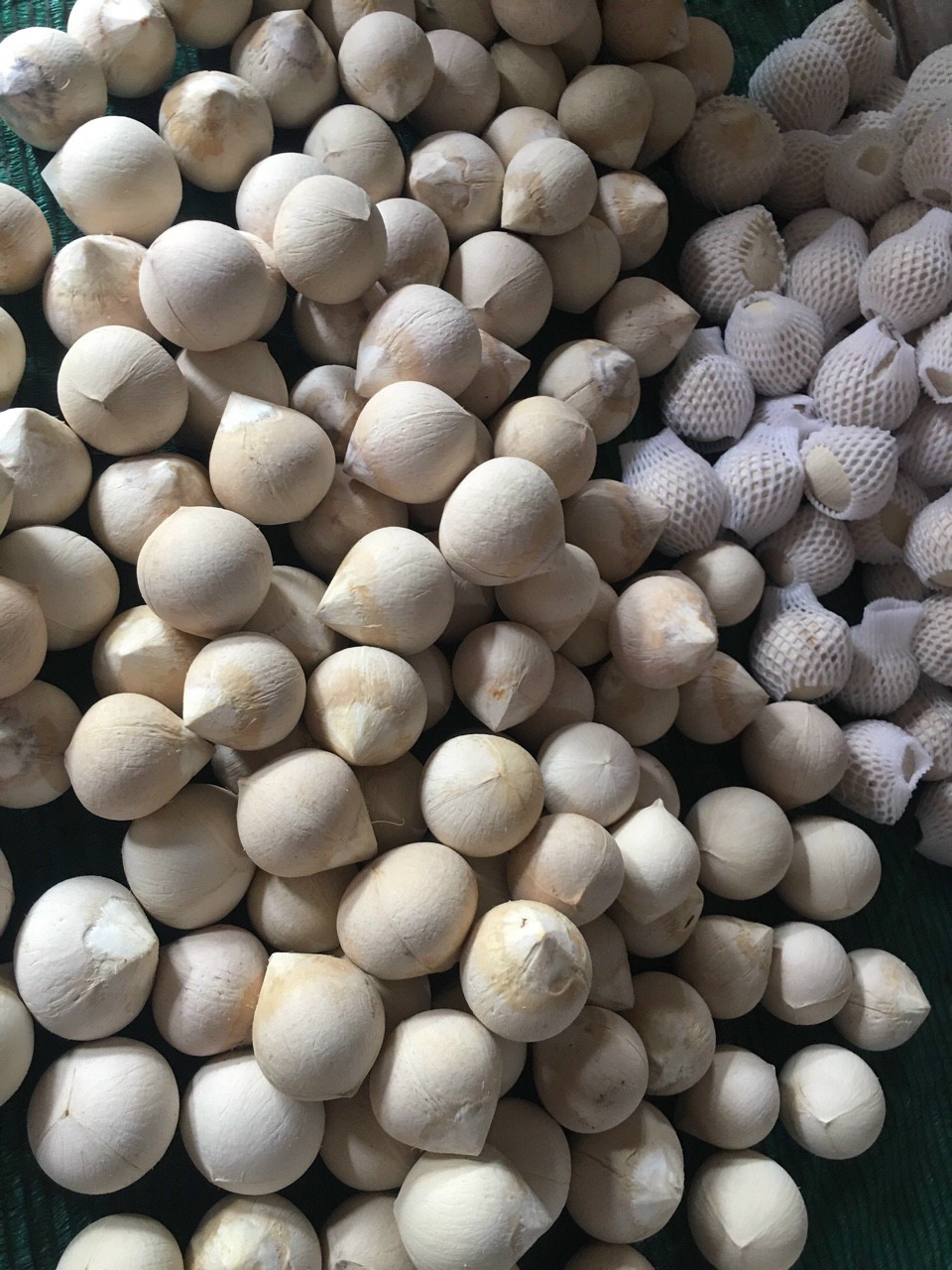 Dừa xiêm chuẩn ngon, ngọt - HNH Food Farm