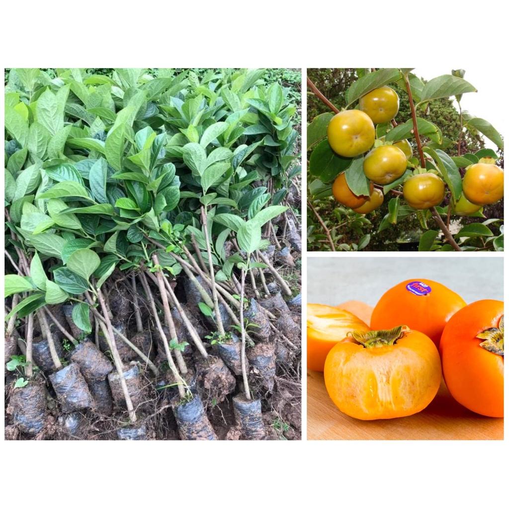 COMBO 2 Cây giống Hồng Giòn Nhật Bản