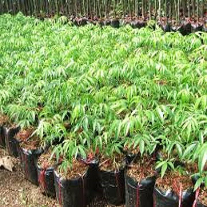 Cây giống CÓC THÁI LÙN