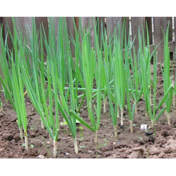 5 gr hạt Hành Hương cao sản