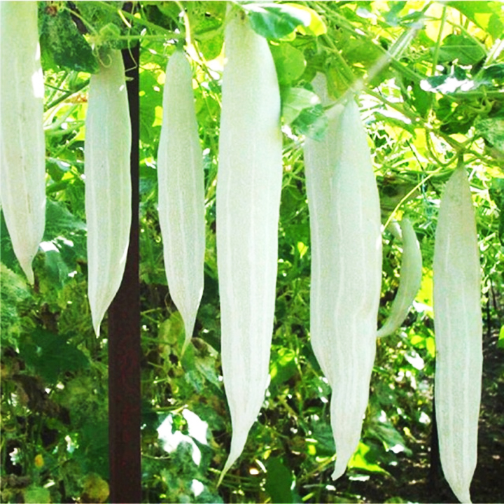 Hạt giống khổ qua tây trồng quanh năm, cây sinh trưởng mạnh, ra nhiều trái
