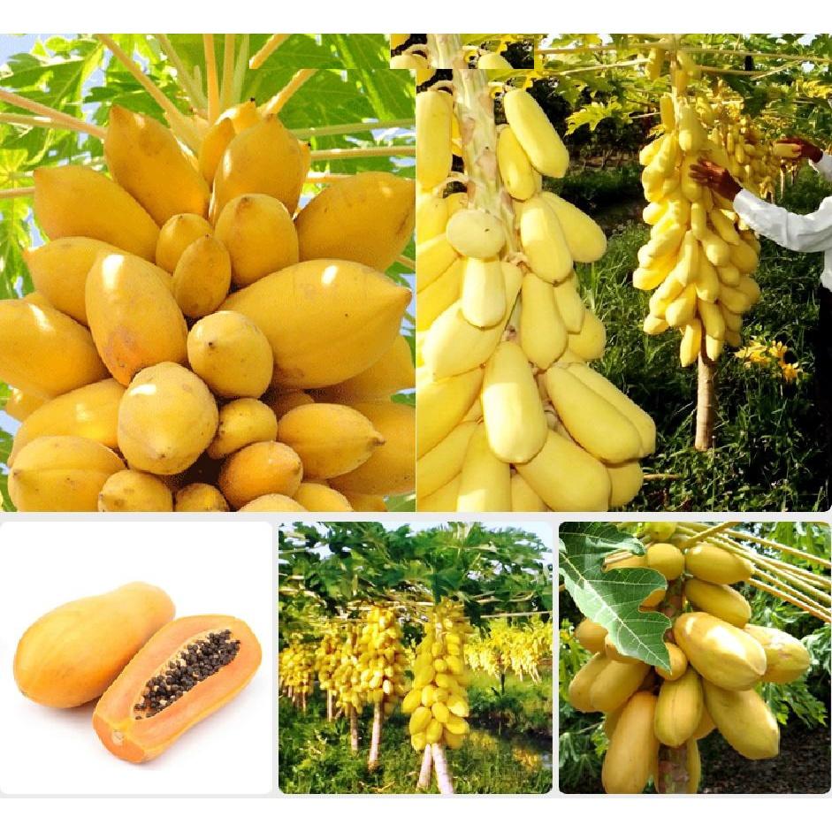 Hạt giống đu đủ lùn da vàng F1 KNS389 - Gói 5 hạt