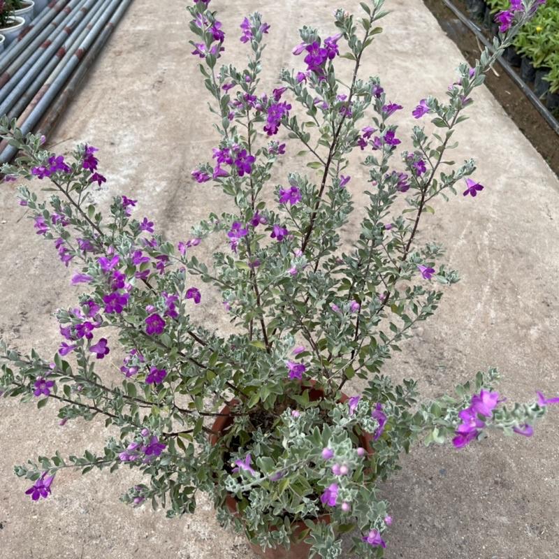 Cây tuyết sơn phi hồ cao 40-45cm, cây hoa cảnh nở quanh năm, trồng trang trí sân vườn, ban công