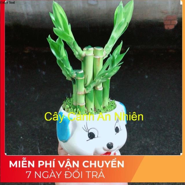 Chậu Trúc Phát Tài