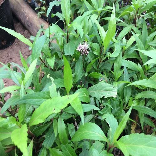 Cây mần tưới vừa làm rau gia vị, vừa đuổi bọ chó - cây giống nhỏ