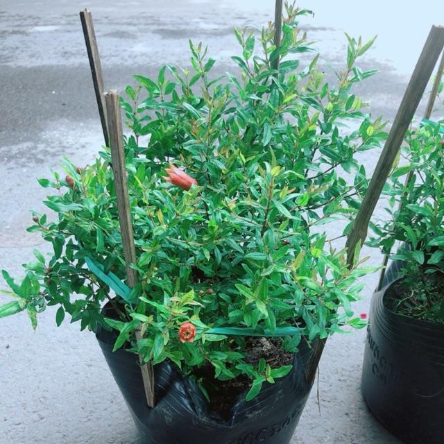 Cây Lựu Kép Cho Sai Trái