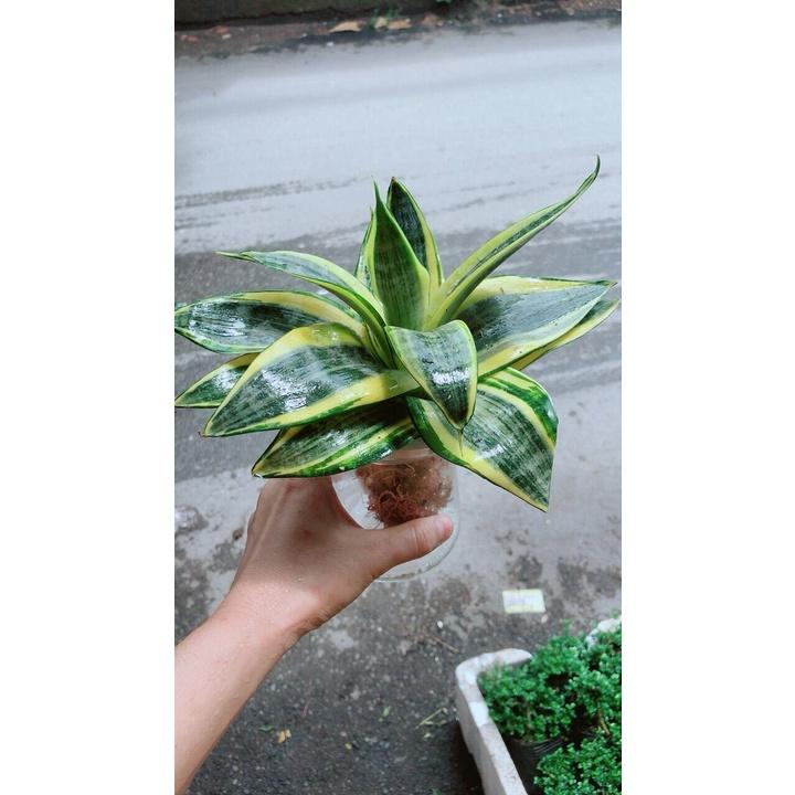 Chậu Lưỡi Hổ Thái Thuỷ Sinh