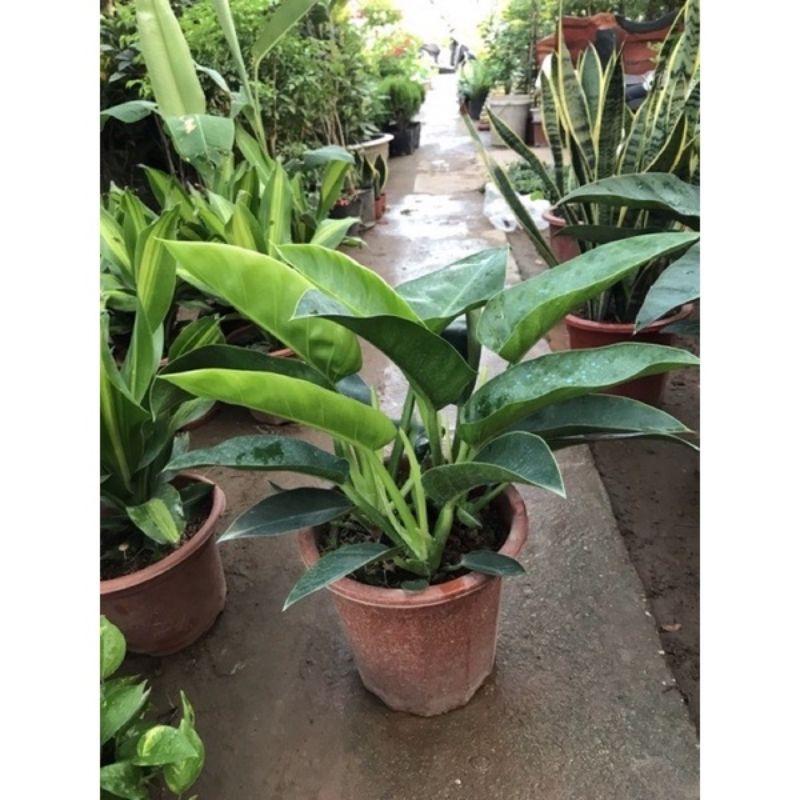 Trầu Bà Đế Vương  Xanh - Vàng  - Đỏ