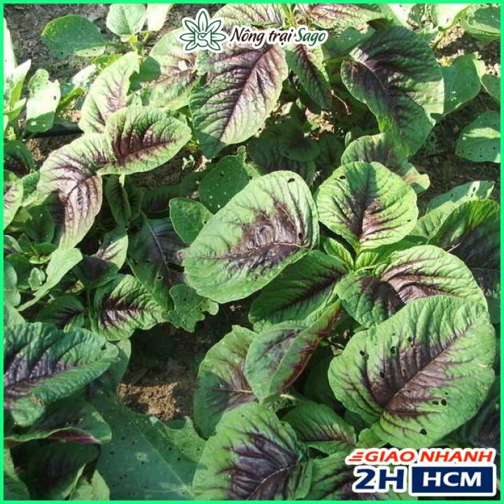 Hạt Giống Rau Dền Ba Màu 20Gr - Phú Nông Seeds - Shop Phân Bón và Hạt Giống