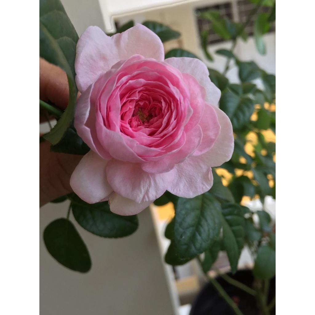 (PHẠM GIA FARM) Cây hoa hồng MON COUER chuẩn giống đang mầm 20 ngày cho hoa