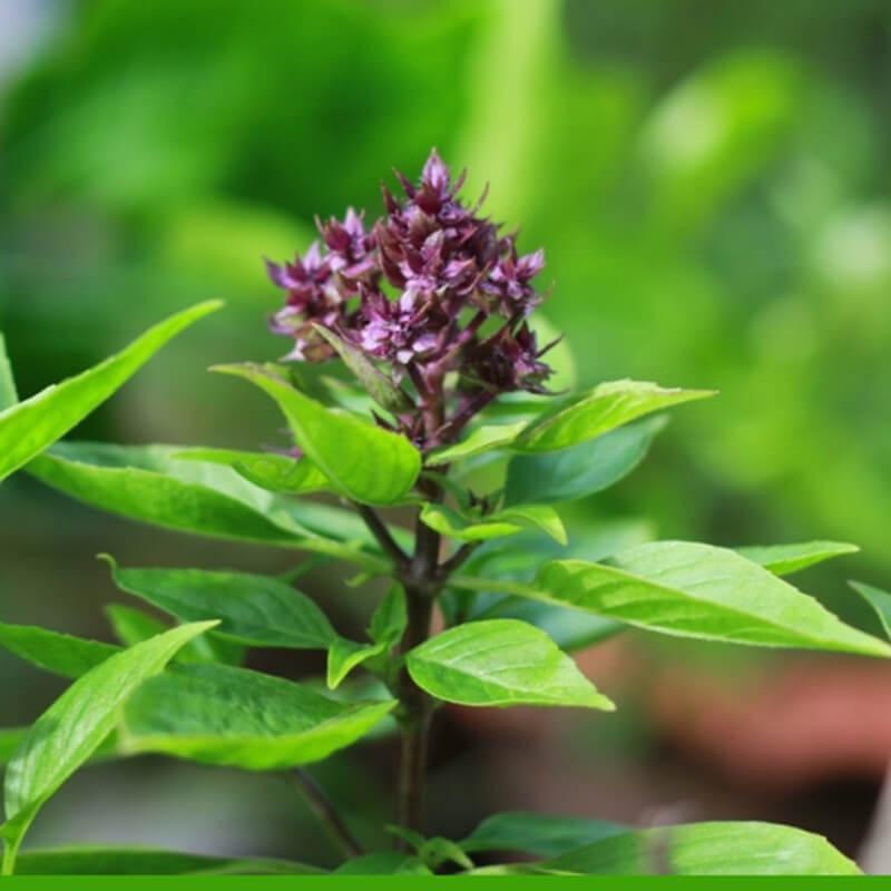 Hạt giống húng quế cao sản, dễ trồng, chịu nhiệt tốt gói 10g