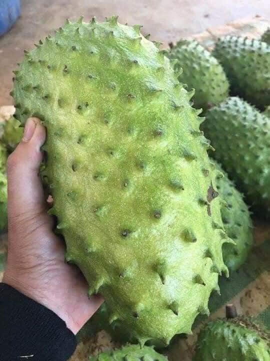 Cây giống Mãng cầu xiêm Thái