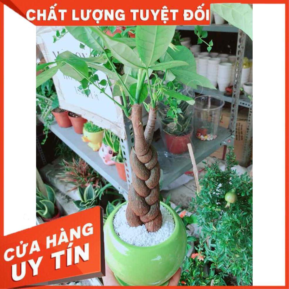 Chậu kim ngân thắt bím 3 thân Nhiều Người Mua
