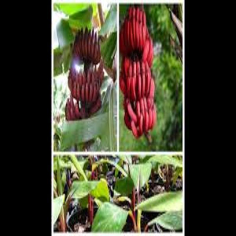 CÂY GIỐNG CHUỐI TÂY ĐỎ DACCA