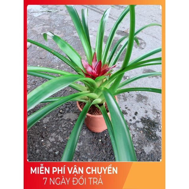 Cây Phát Lộc Hoa Màu Đỏ