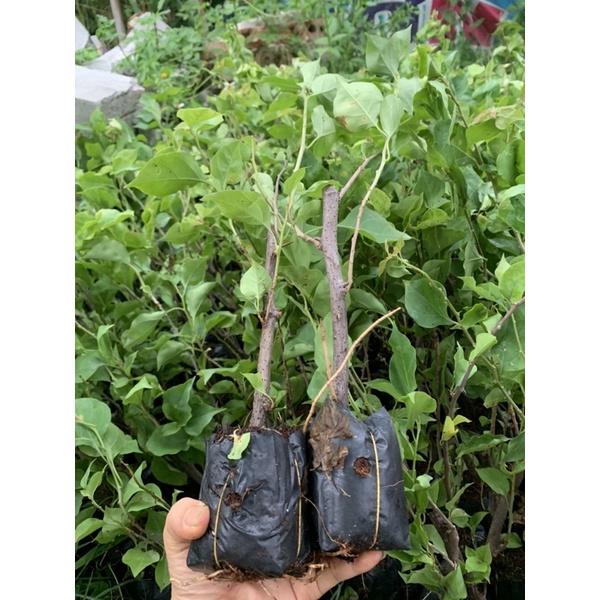 ️️FREE SHIP ️ HOA GIẤY NGŨ SẮC_CÂY CẢNH