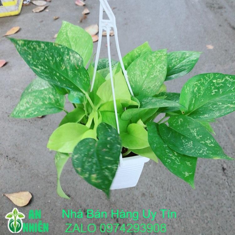 Trầu Bà Thái Vàng