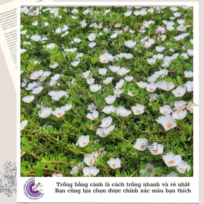 Hoa Mười Giờ Sam Giọt Nước Giống Mới Tuyệt Đẹp Hoa Nhiều Dầy Đặc Hoa Mười Giờ Bonsai & Phụ Kiện