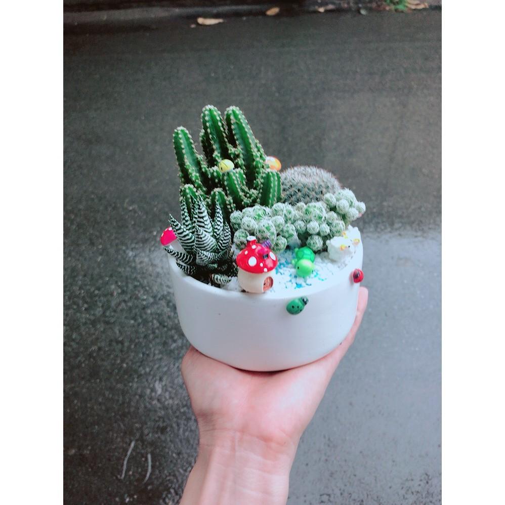 Chậu xương rồng tiểu cảnh