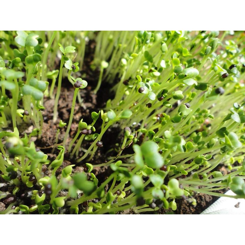 Hạt giống rau mầm cải ngọt