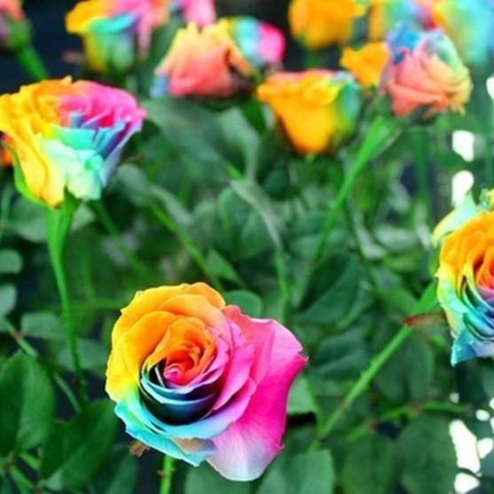 Bộ 3 Gói Hạt giống hoa hồng nhiều màu - Gói 20 hạt- tặng kèm 1 gói kích mầm
