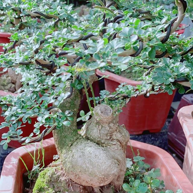 Chậu Cây Cần Thăng Bonsai