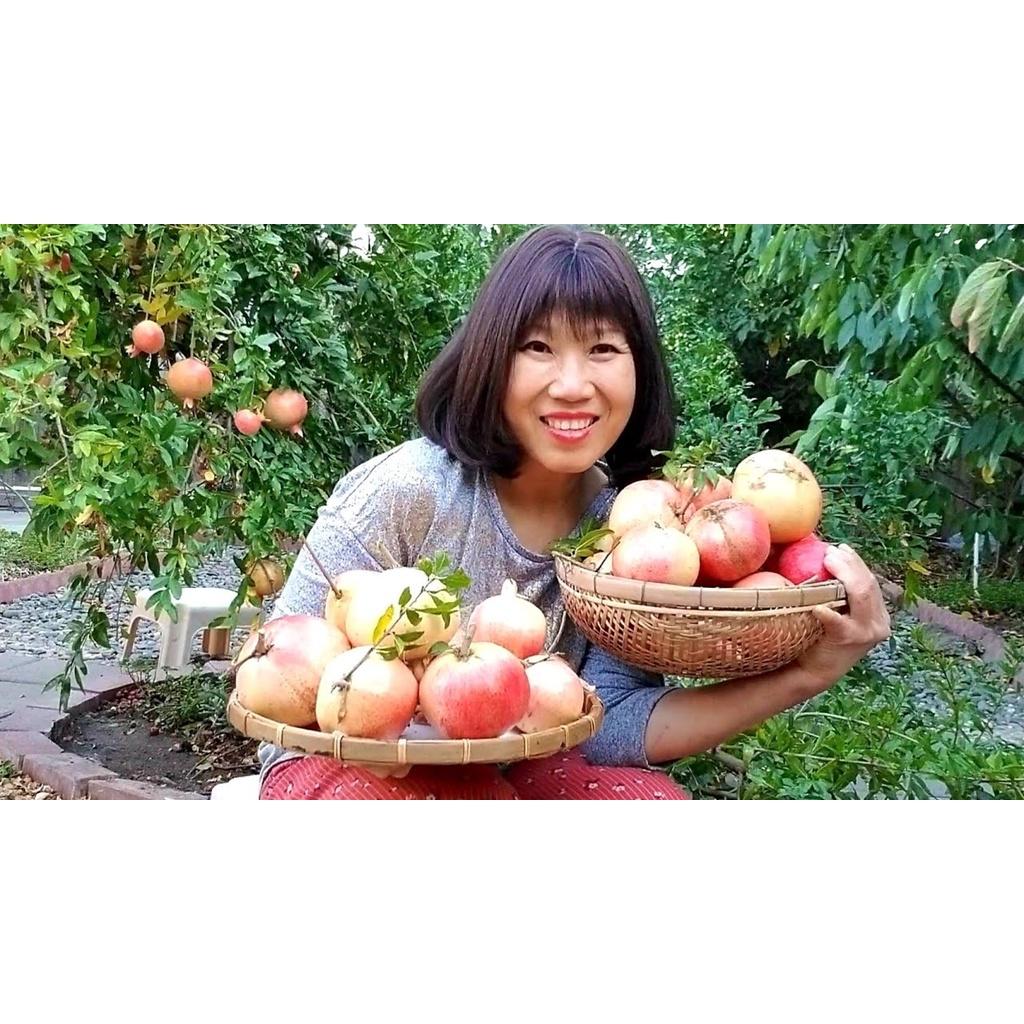 CÂY GIỐNG LỰU TRẮNG