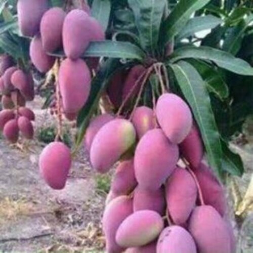 Cây Xoài Tím F1 - Nhà vườn Xuân Khương