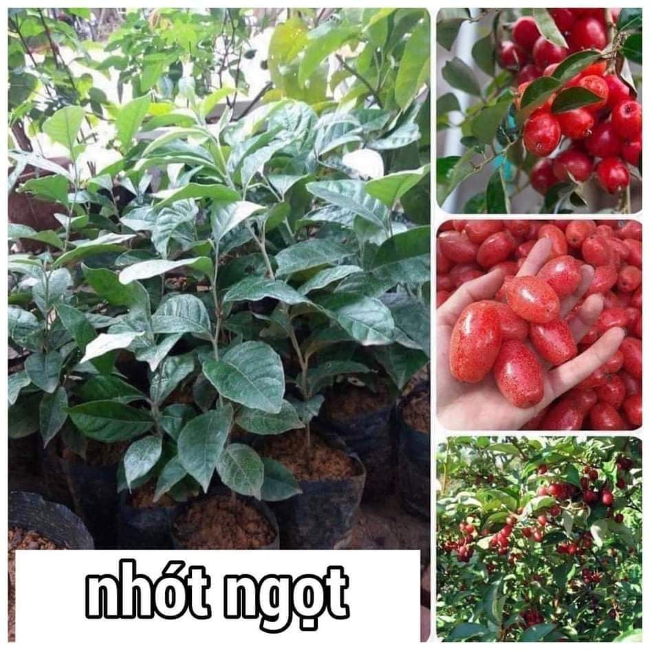 Cây giống Nhót ngọt MỸ SIÊU QUẢ