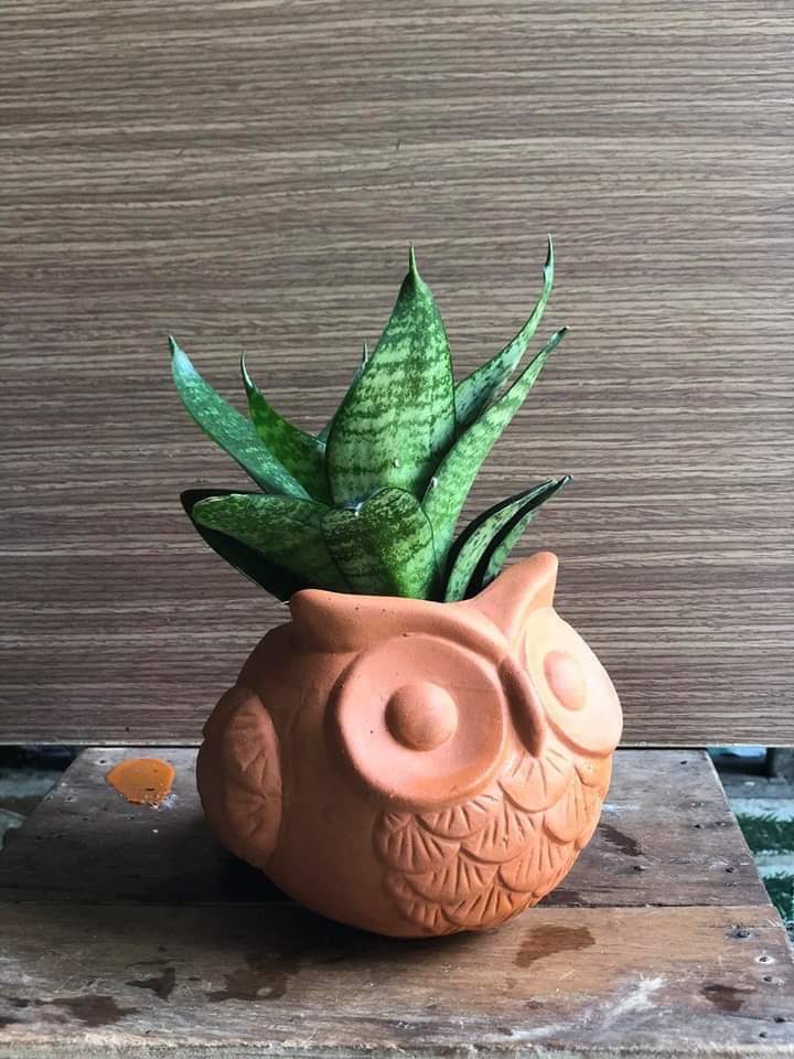 Chậu đất nung hình cú cỡ trung, kích thước Dài 17x Rộng 13 x Cao 9cm, Rộng Miệng Chậu 7cm