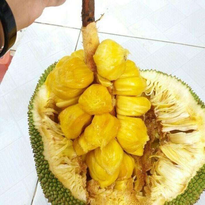 Cây giống mít tố nữ siêu trái