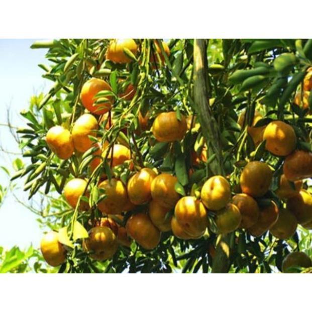 Sản phẩm CÂY GIỐNG QUÝT THÁI KHÔNG HẠT