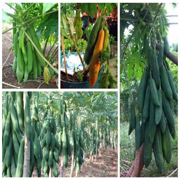 Hạt Giống Đu Đủ Ruột Đỏ Siêu Dài Phuket Thái CT121 - Gói 10 hạt