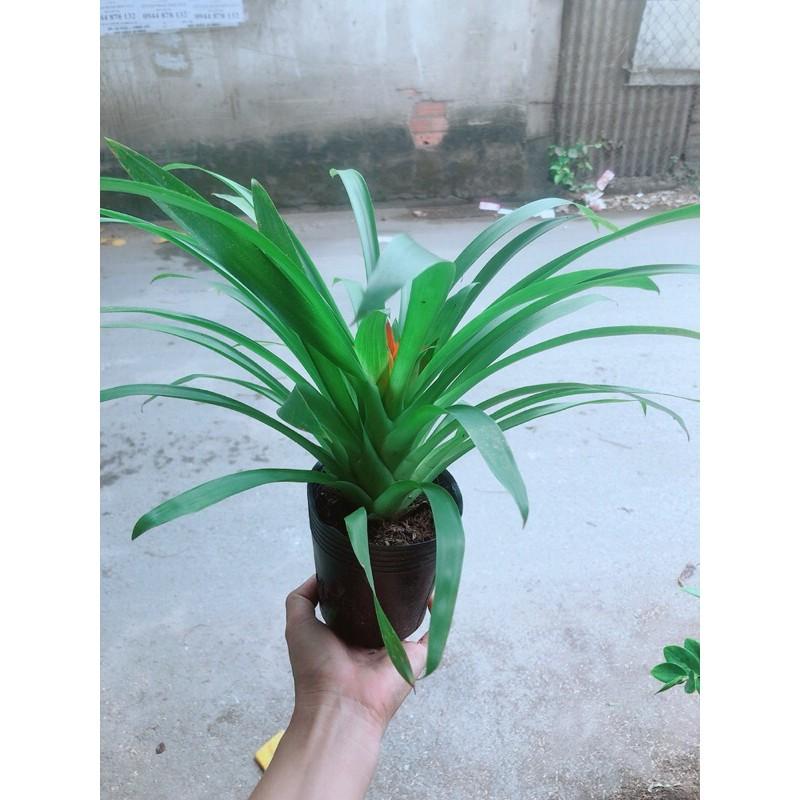 Phong Lộc Hoa