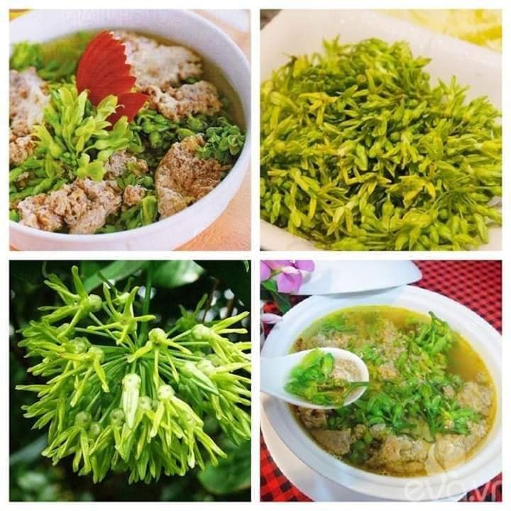 Cây thiên lý leo giàn tường rào dài 55-70cm, trang trí leo ban công và tường rào rất đẹp