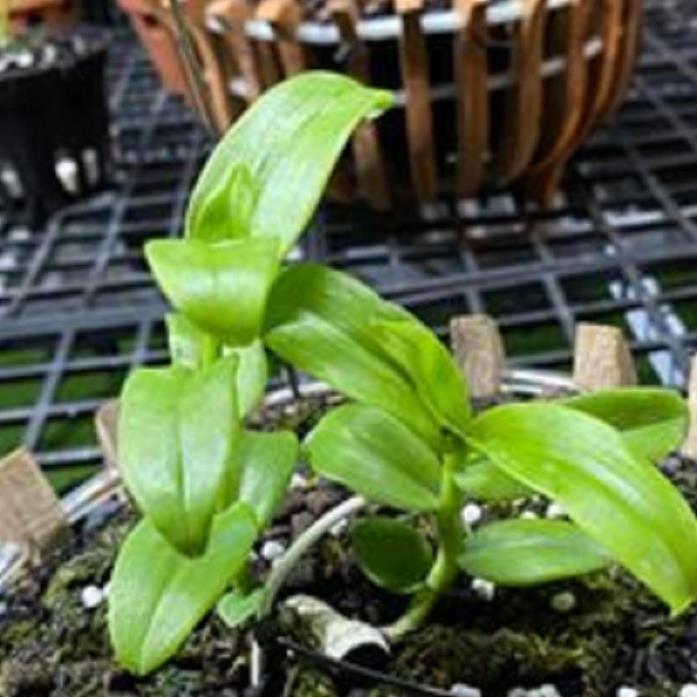 Hoa lan - trầm rừng myamar