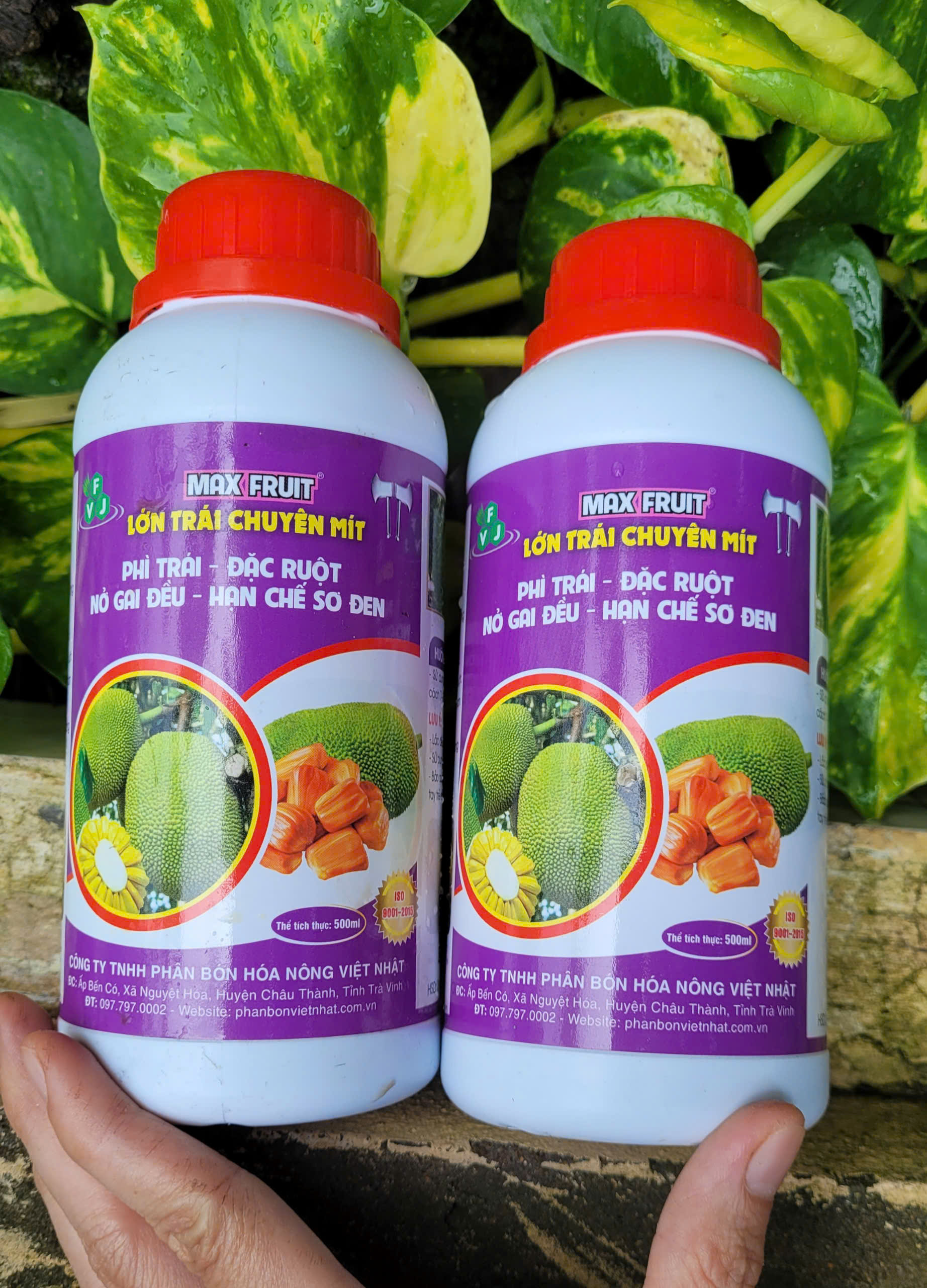 Phân bón Lớn Trái Mít 500ml giúp cây mít phì trái, đặc ruột, nở gai đều, hạn chế sơ đen