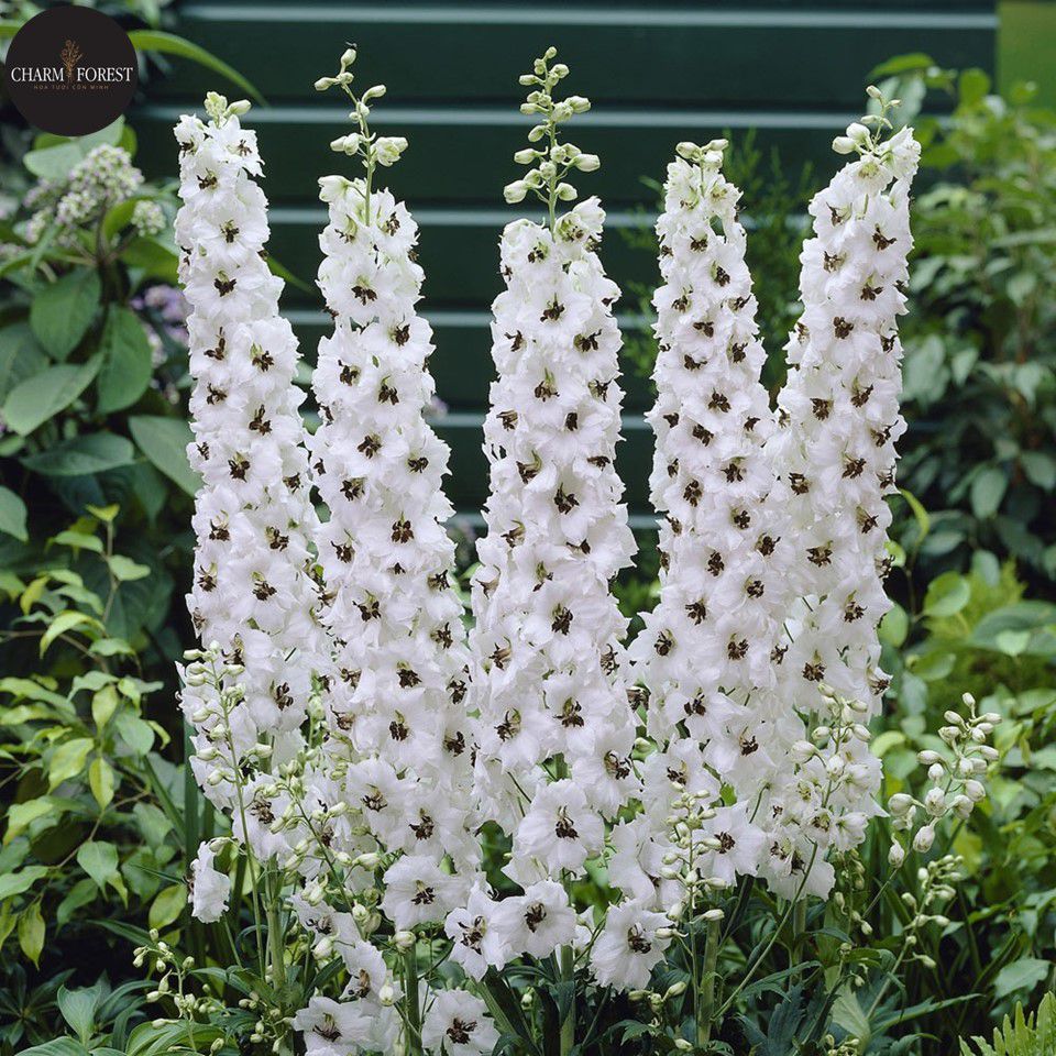 Bộ gói hạt giống Phi yến (Violet)